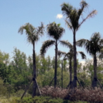 paisajismo-forestar-espacios-verdes